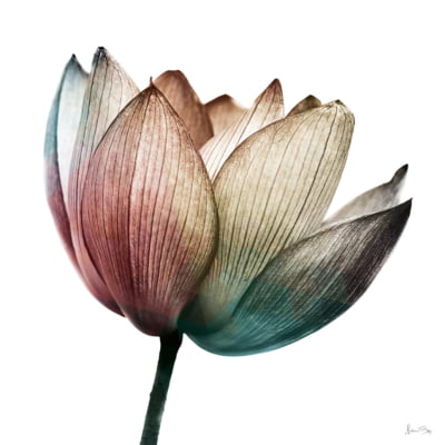 Quadro Multicolor Flower III por Juliana Bogo