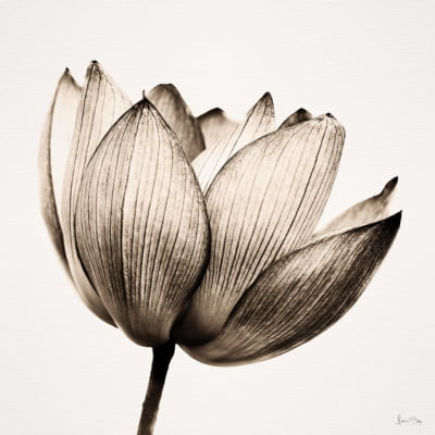 Quadro Multicolor-flower-III-Sepia por Juliana Bogo -  CATEGORIAS