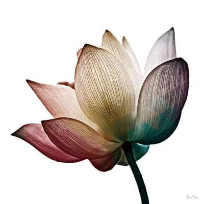 Quadro Multicolor Flower IV por Juliana Bogo
