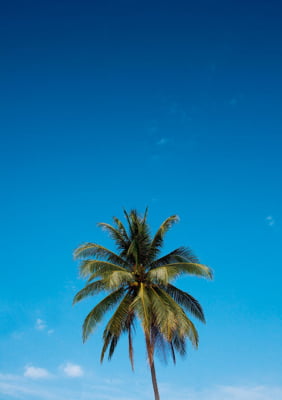 Quadro Palm Tree por Elli Arts