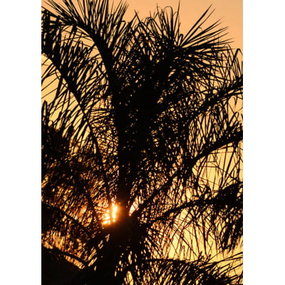 Quadro Palmeira em contraluz por Edmoraes