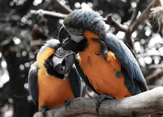 Quadro Parque Das Aves por Escolha Viajar -  CATEGORIAS