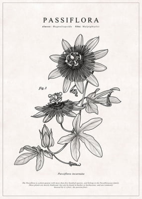 Quadro Passiflora por Rafaella Schmitt