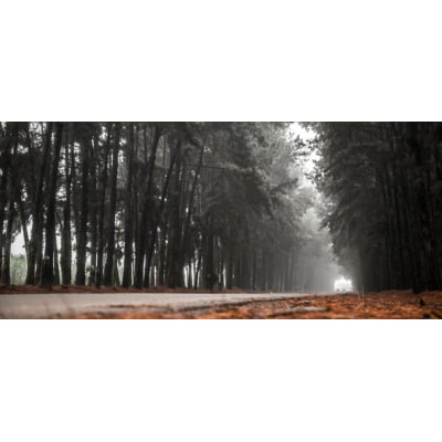 Quadro Pinheiro névoa estrada linda cena por Pignata