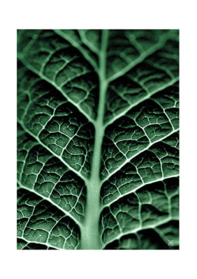 Quadro Plants Green I por Joel Santos
