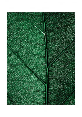 Quadro Plants Green II por Joel Santos