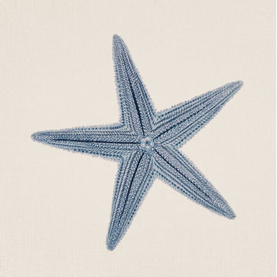 Quadro Sea Star por Bruna Deluca