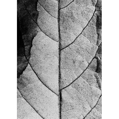 Quadro Small Leaf por Renato Muniz -  CATEGORIAS