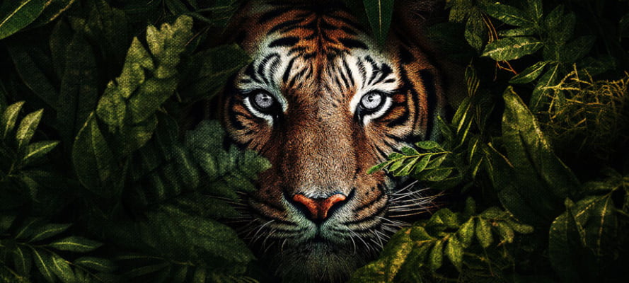 Quadro The Lurking Tiger pan por Renato Muniz -  CATEGORIAS