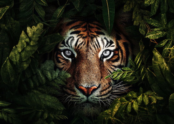 Quadro The Lurking Tiger por Renato Muniz