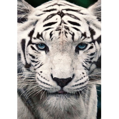 Quadro Tigre De Bengala por Joel Santos