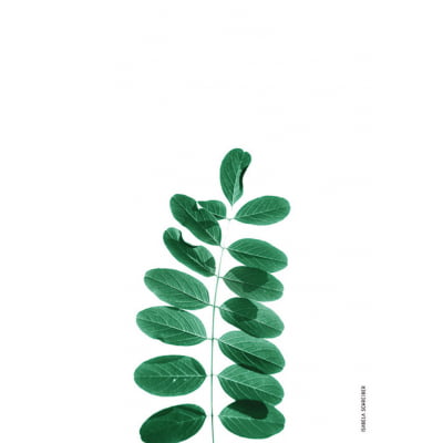 Quadro Verde 03 por Isabela Schreiber -  CATEGORIAS
