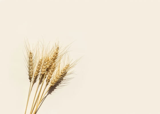 Quadro Wheat por Elli Arts