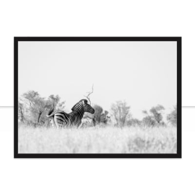 Quadro Zebra Lado A -  CATEGORIAS