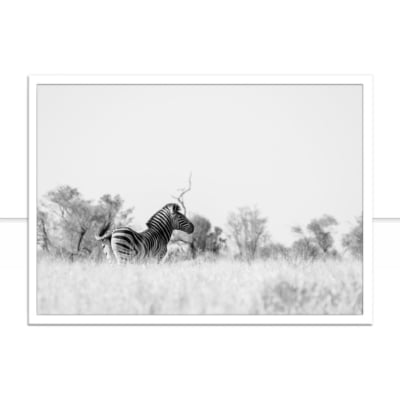 Quadro Zebra Lado A -  CATEGORIAS