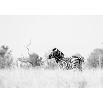 Quadro Zebra Lado B por Marcelo Baldin & Sâmia Munaretti -  CATEGORIAS