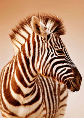 Quadro Zebra por Elli Arts