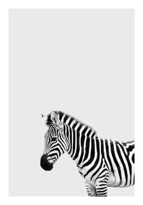 Quadro Zebra Simpática por Juliana Bogo
