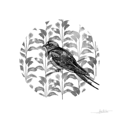 Silk Birds Q III P&B por Joel Santos